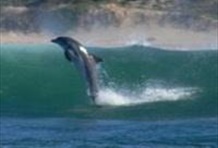 Whale & Dolphin Watching